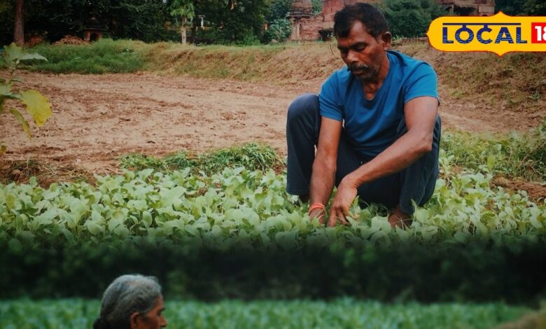 Best Trees to Plant on Farm Borders for Profit | Farmers News India.