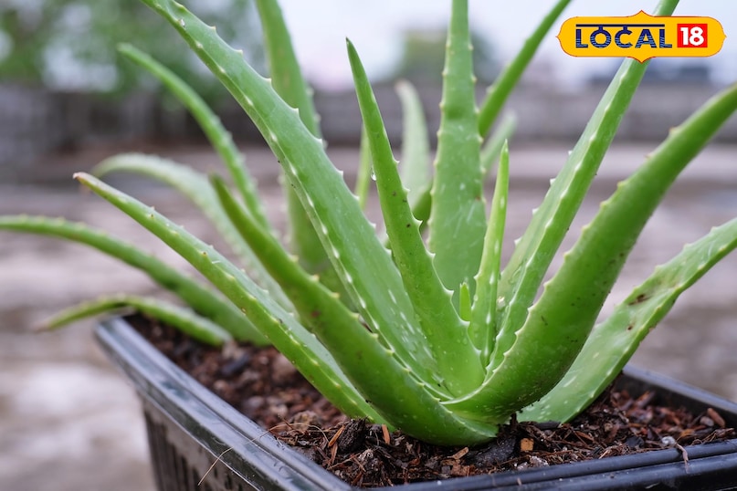 वास्तु के अनुसार घर में लगाएं ये 7 शुभ पौधे,जो बढ़ाएं सुख-समृद्धि, शांति और पॉजिटिव एनर्जी...