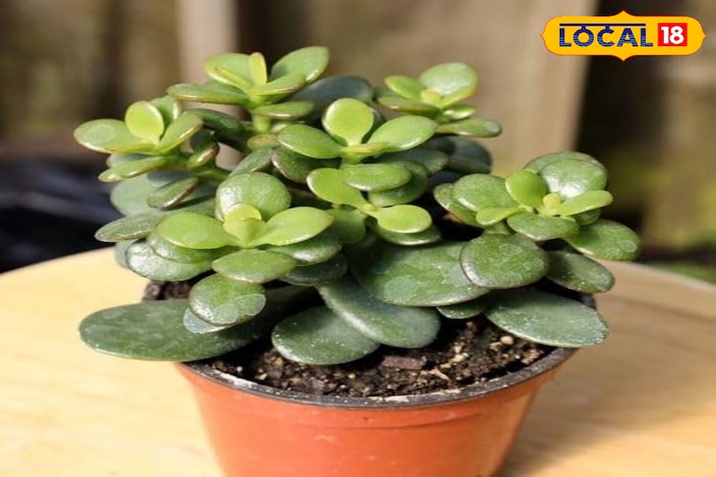 वास्तु के अनुसार घर में लगाएं ये 7 शुभ पौधे,जो बढ़ाएं सुख-समृद्धि, शांति और पॉजिटिव एनर्जी...