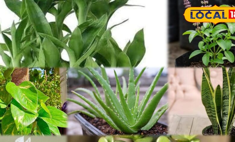 7 Vastu Plants for Home to Bring Success and Positivity | Dracaena Vastu Tips.