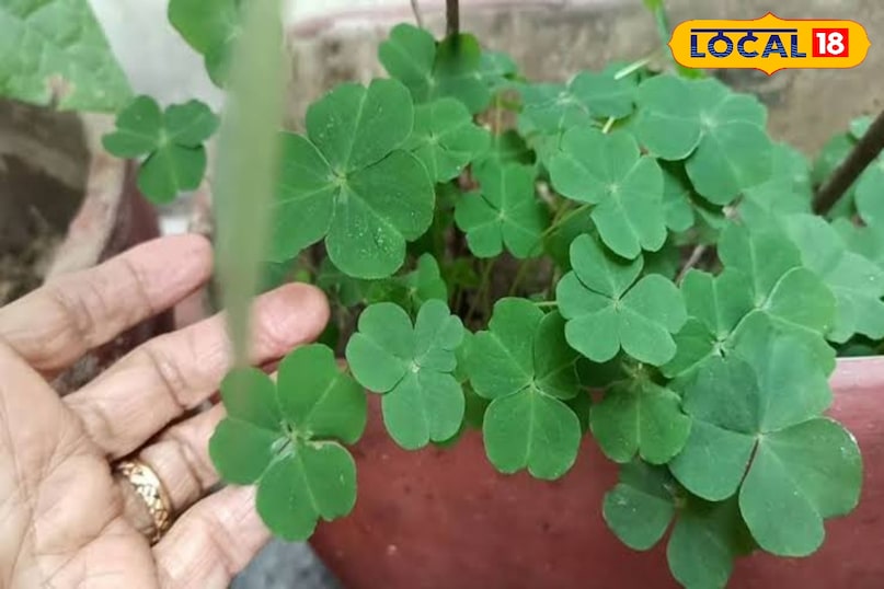 चांगेरी औषधि चांगेरी औषधि