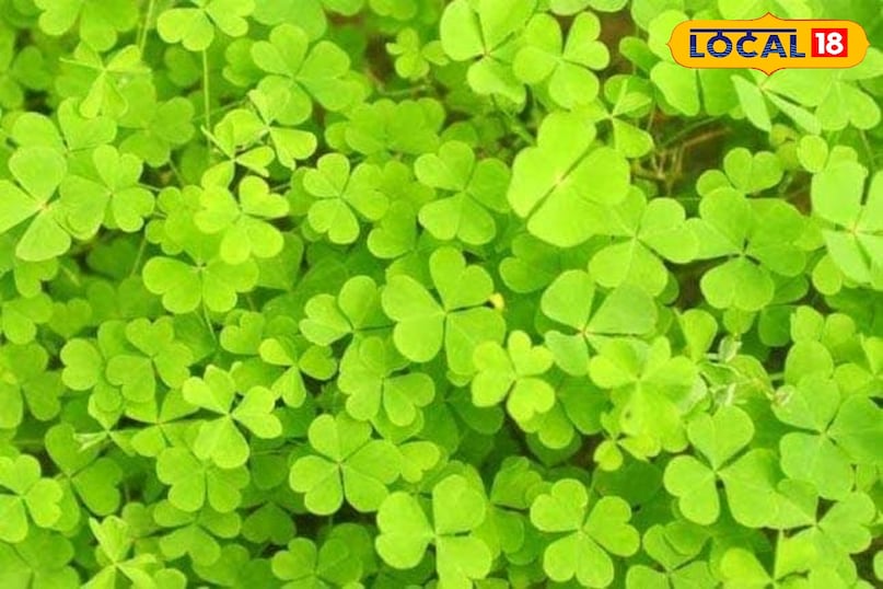 चांगेरी औषधि चांगेरी औषधि