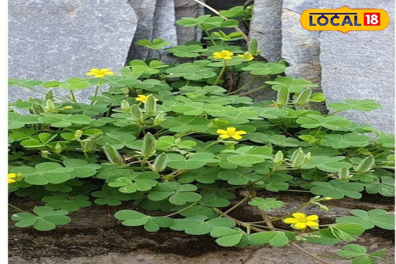 चांगेरी औषधि चांगेरी औषधि