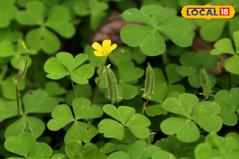 चांगेरी औषधि चांगेरी औषधि