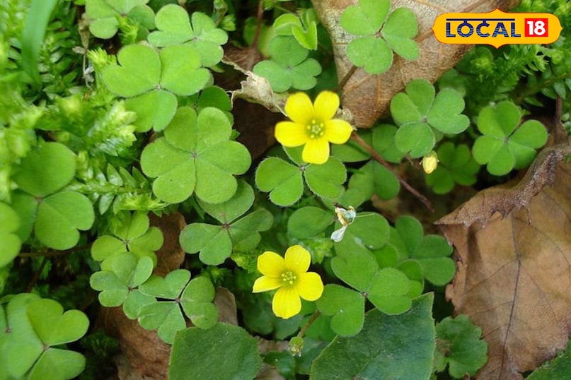 चांगेरी औषधि चांगेरी औषधि