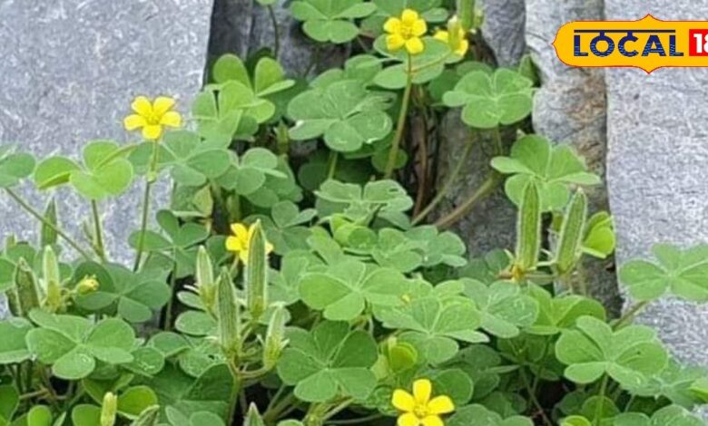 Medicinal Benefits of Badi Changeri| Ayurvedic Uses for Digestion and Pain