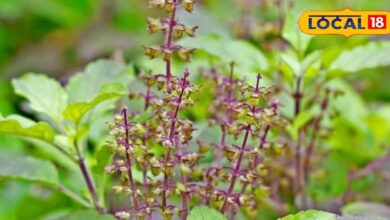 Tulsi Plant Care in Winter | Tips to Protect Basil from Frost.