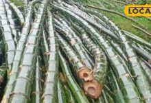 बांस की खेती का बिजनेस | Bamboo Farming Business Idea | Low Investment and High Profit Opportunity