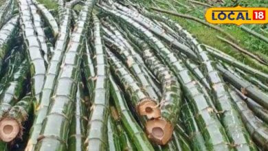 बांस की खेती का बिजनेस | Bamboo Farming Business Idea | Low Investment and High Profit Opportunity