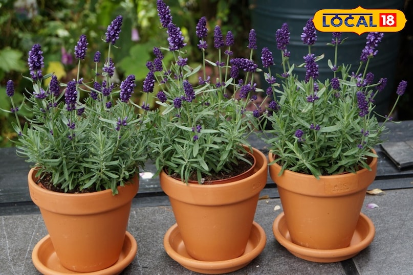 लैवेंडर इसकी मधुर पर तेज़ सुगंध मनुष्यों को सुकून देती है लेकिन छिपकलियों सहित कई कीटों को यह पसंद नहीं आती। लैवेंडर में लिनालूल नामक तत्व होता है जो एक प्राकृतिक रिपेलेंट है। खिड़कियों के पास बालकनी में गमलों में या प्रवेश द्वार के पास इसको रखे।