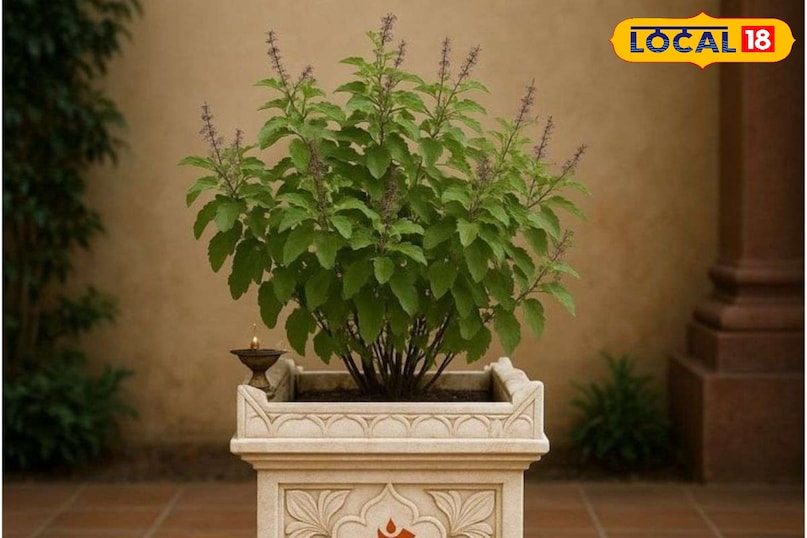 तुलसी तुलसी की तीखी सुगंध छिपकलियों को परेशान करती है। यह मच्छरों और अन्य कीटों को भी दूर रखती है रसोई की खिड़की पर, बालकनी में या दरवाज़े के आसपास गमलों में लगाए।