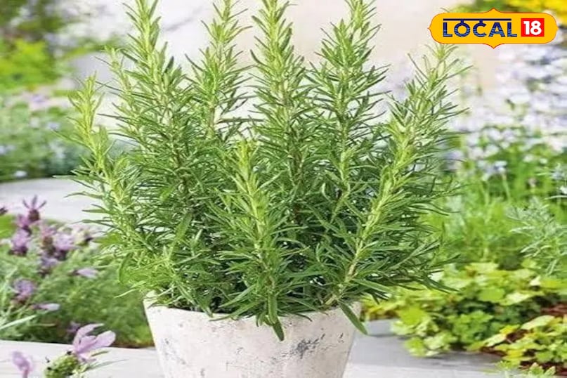 रोज़मेरी इसकी सुगंध तीव्र और वुड होती है जो छिपकलियों को रास नहीं आती। यह मच्छरों को भी दूर रखने में प्रभावी है। खिड़की के बाहर या बालकनी में गमले में लगाएँ। इसकी पत्तियों को सुखाकर घर के कोनों में भी रख सकते हैं। 