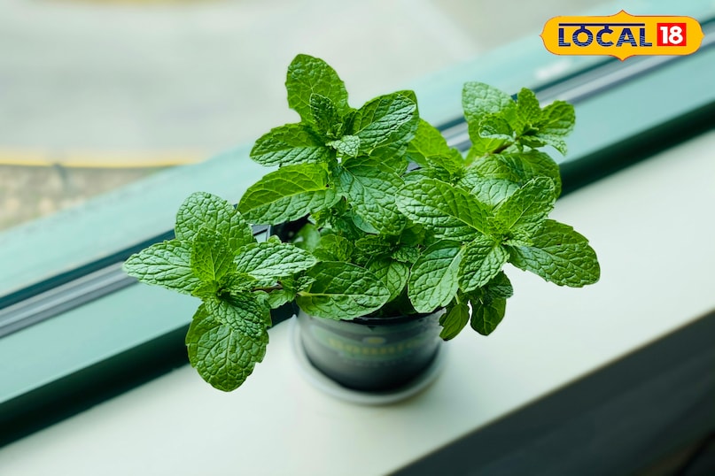 पुदीना पुदीने में मेन्थॉल की प्रबल सुगंध छिपकलियों की संवेदनशील गंध इंद्रियों को अप्रिय लगती है, जिससे वे उस क्षेत्र से दूर रहती हैं। नमी वाली जगहों जैसे बाथरूम की खिड़की के पास या रसोई में। इसके अलावा, पुदीने के तेल को पानी में मिलाकर स्प्रे भी बना सकते हैं।