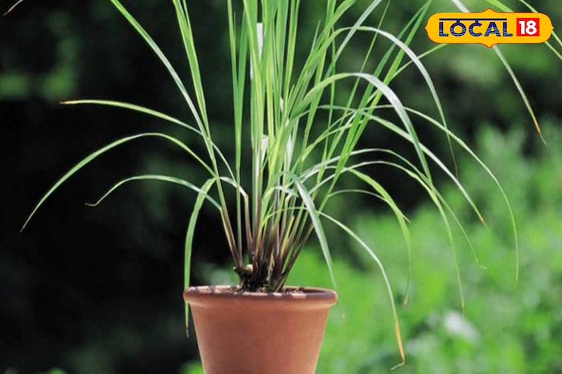 लेमनग्रास इसमें सिट्रोनेला नामक तेल होता है जो एक प्राकृतिक कीट-विरोधी है। इसकी तेज खट्टी-सिट्रस गंध छिपकलियों को दूर भगाती है। बालकनी या बगीचे के किनारों पर। यह पौधा धूप पसंद करता है।