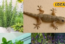 छिपकलियों को भगाने वाले 5 प्राकृतिक पौधे | 5 Plants to Keep Lizards Away Naturally