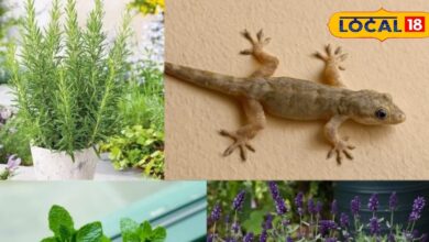 छिपकलियों को भगाने वाले 5 प्राकृतिक पौधे | 5 Plants to Keep Lizards Away Naturally