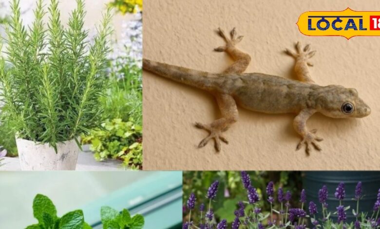 छिपकलियों को भगाने वाले 5 प्राकृतिक पौधे | 5 Plants to Keep Lizards Away Naturally