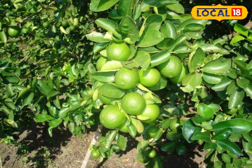 bhilwara