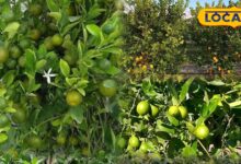 नींबू के पौधे की सर्दियों में देखभाल टिप्स | Lemon Plant Care Tips in Winter Hindi