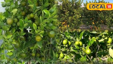 नींबू के पौधे की सर्दियों में देखभाल टिप्स | Lemon Plant Care Tips in Winter Hindi