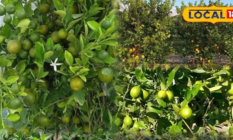 नींबू के पौधे की सर्दियों में देखभाल टिप्स | Lemon Plant Care Tips in Winter Hindi