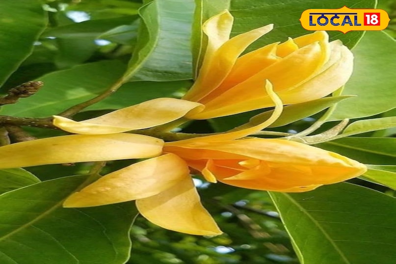 गार्डेनिंग टिप्स 