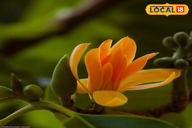 गार्डेनिंग टिप्स 