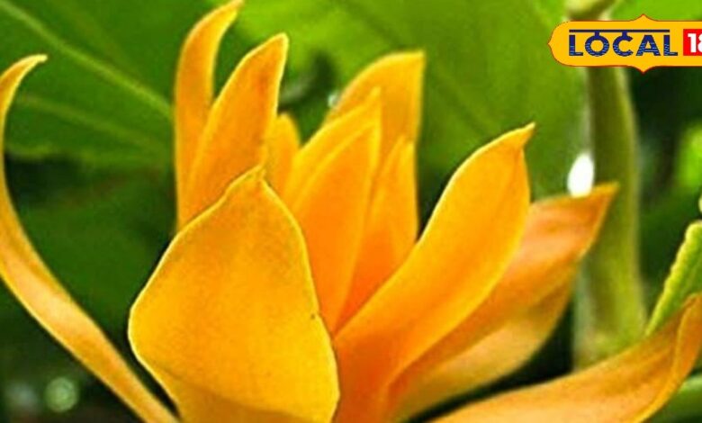 सुगंध, सुंदरता और शुभता का प्रतीक है यह फूल, गार्डन में लगाने से महक उठेगा घर-आंगन, जानें उगाने का तरीका