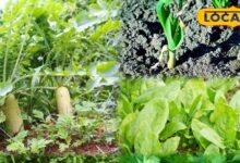 Gardening tips winter | winter vegetable plants home | kitchen garden winter season | grow vegetables at home winter | home garden vegetables