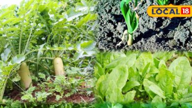 Gardening tips winter | winter vegetable plants home | kitchen garden winter season | grow vegetables at home winter | home garden vegetables