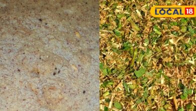 पशुओं की सेहत का कवच है यह देसी बांट, भूख के साथ दूध उत्पादन बढ़ाने में है मददगार, जान लें बनाने का तरीका