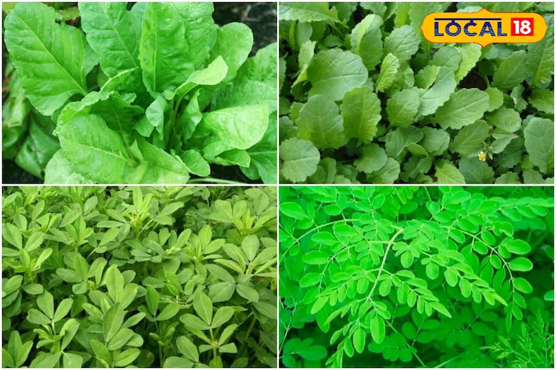 बेहतर पैदावार, जल्दी कटाई और लगातार बिक्री की सुविधा किसानो के लिए फायदेमंद होती है बेहतर पैदावार, जल्दी कटाई और लगातार बिक्री की सुविधा किसानो के लिए फायदेमंद होती है