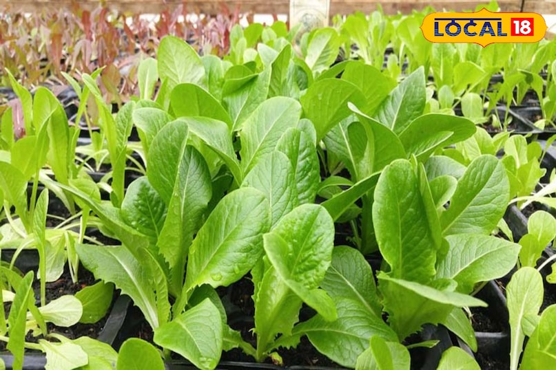 इससे किसान कम और लागत में अच्छा मुनाफा कमा सकते है इससे किसान कम और लागत में अच्छा मुनाफा कमा सकते है