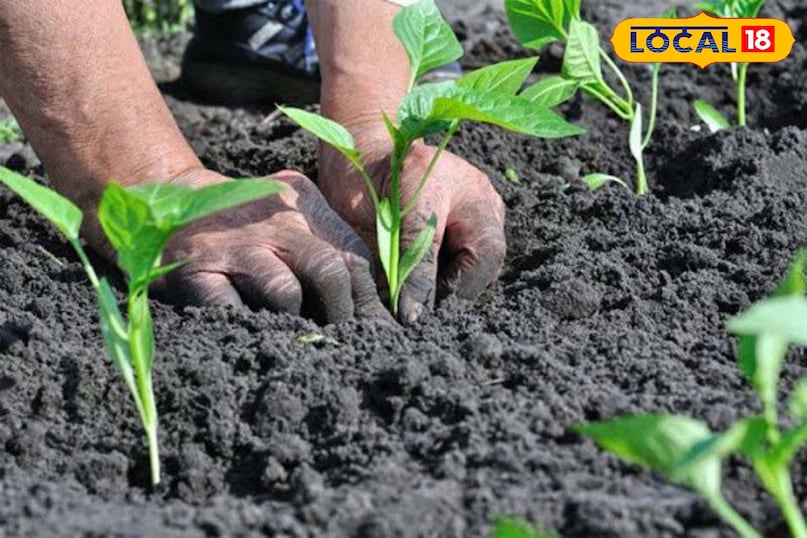 बुआई से पहले खेत की जुताई और खरपतवार हटाना चाहिए बुआई से पहले खेत की जुताई और खरपतवार हटाना चाहिए