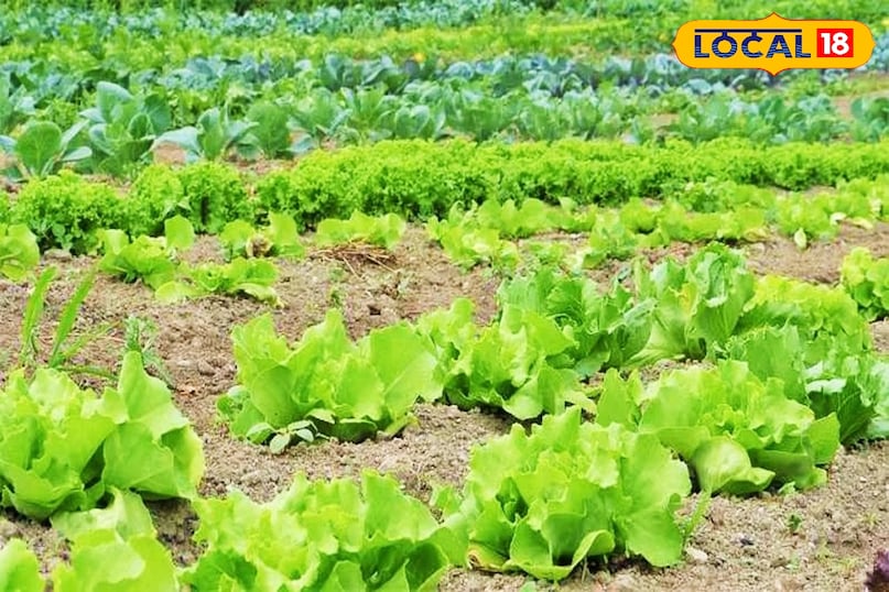 यह सब्जियां 2 महीने के भीतर तैयार होकर बाजार में आ जाती है यह सब्जियां 2 महीने के भीतर तैयार होकर बाजार में आ जाती है