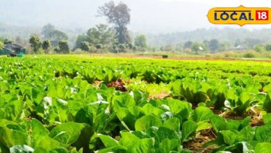 Farming Tips: कम जमीन, ज्यादा मुनाफा! दिसंबर-जनवरी में अपनाएं ये खेती और पाएं डबल आमदनी