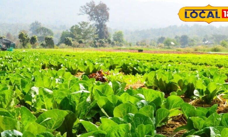 Farming Tips: कम जमीन, ज्यादा मुनाफा! दिसंबर-जनवरी में अपनाएं ये खेती और पाएं डबल आमदनी