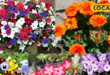 आंगन और छत के लिए शुभ माने जाते हैं ये फूलदार पौधे, वास्तु टिप्स के साथ जानें सही दिशा और फायदे...