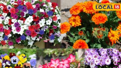 आंगन और छत के लिए शुभ माने जाते हैं ये फूलदार पौधे, वास्तु टिप्स के साथ जानें सही दिशा और फायदे...