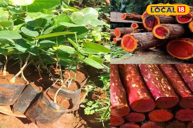 चंदन भारतीय संस्कृति और सुगंध की दुनिया में चंदन का स्थान सर्वोच्च है। मैसूर के चंदन की मांग पूरी दुनिया में है। इसकी खुशबू मखमली, मलाईदार और बेहद शांत करने वाली होती है। इत्र बनाने में इसका इस्तेमाल बेस नोट के रूप में किया जाता है ताकि खुशबू लंबे समय तक टिकी रहे।