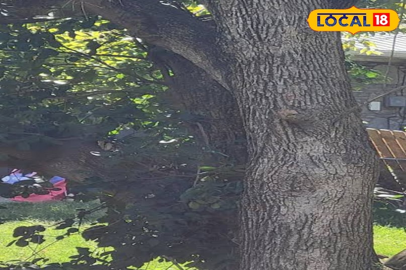 ऊद अगर लकड़ियों में कोई बादशाह है तो वह ऊद है। यह अगरवुड के पेड़ से मिलता है। जब इस पेड़ में एक खास तरह का फंगस लग जाता है तब पेड़ अपना बचाव करने के लिए एक गहरा और सुगंधित राल पैदा करता है। इसकी कीमत सोने से भी अधिक हो सकती है, इसलिए इसे लिक्विड गोल्ड कहा जाता है। इसकी खुशबू बेहद तीखी, गहरी और शाही होती है।