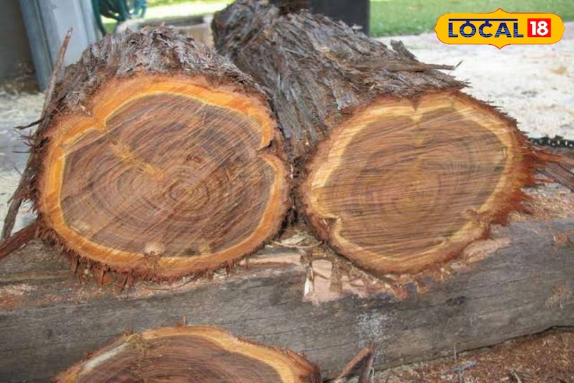 गुआकवुड दक्षिण अमेरिका में पाए जाने वाले इस पेड़ की लकड़ी दुनिया की सबसे सख्त लकड़ियों में से एक है। इससे निकलने वाला तेल थोड़ा धुआँसा और चमड़े जैसी खुशबू देता है। मॉडर्न और डार्क फ्रेगरेंस बनाने के लिए यह परफ्यूमर्स की पहली पसंद है। 