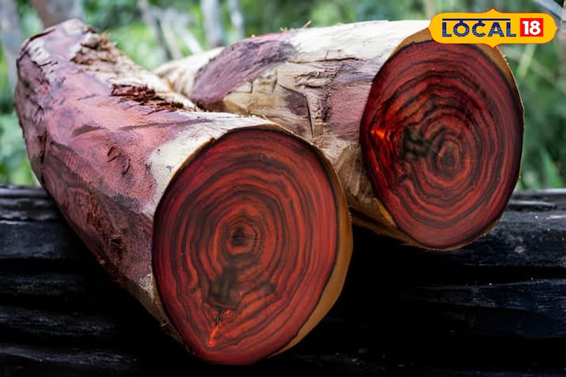 रोज़वुड जैसा कि नाम से पता चलता है इस लकड़ी की खुशबू में गुलाब जैसी हल्की मिठास और फूलों का अहसास होता है। यह सुगंध को एक सॉफ्ट और क्लासिक टच देती है। हालांकि, अब इसके संरक्षण के कारण इसका इस्तेमाल बहुत संभलकर और टिकाऊ स्रोतों से ही किया जाता है। 