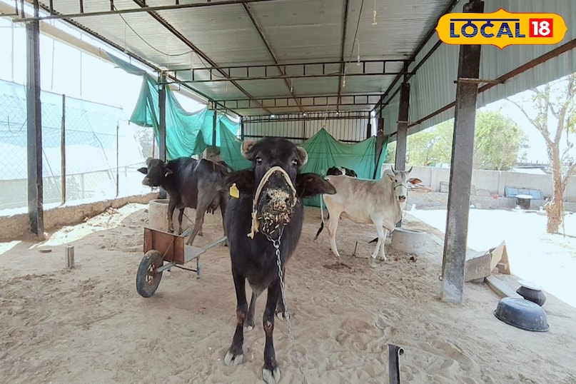 पशु पालन पशु पालन