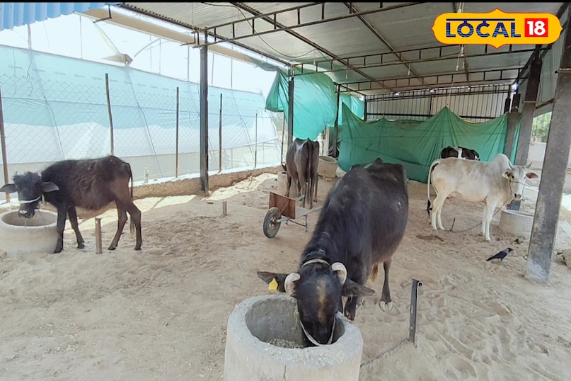 पशुपालन पशुपालन