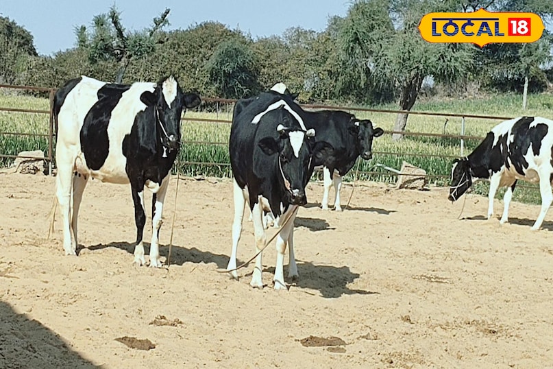 पशुपालन पशुपालन