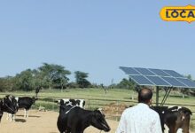 अब पशुपालक होंगे हाईटेक, लगा सकेंगे खुद का उद्योग, 50 लाख से अधिक का मिलेगा अनुदान, जानें कैसे लें लाभ