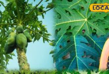 हेल्थ टिप्स: पपीते के पत्ते क्यों हैं औषधि समान? फायदे जानकर चौंक जाएंगे आप, जान लें उपयोग का तरीका
