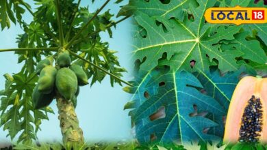 हेल्थ टिप्स: पपीते के पत्ते क्यों हैं औषधि समान? फायदे जानकर चौंक जाएंगे आप, जान लें उपयोग का तरीका