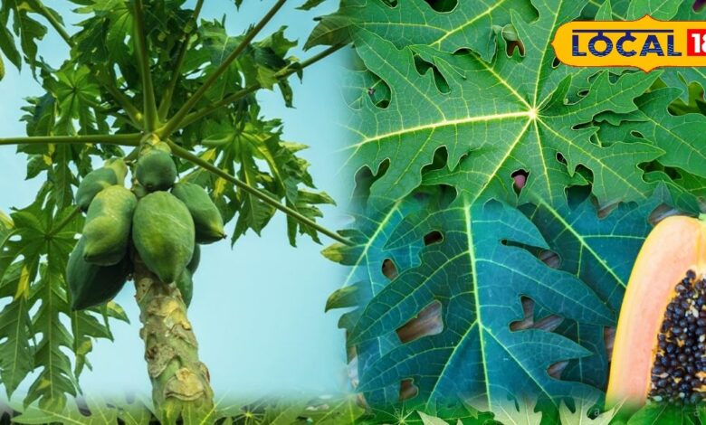 हेल्थ टिप्स: पपीते के पत्ते क्यों हैं औषधि समान? फायदे जानकर चौंक जाएंगे आप, जान लें उपयोग का तरीका